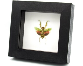 珍しいゴーストマンティスの額入り剥製 - Phyllocrania paradoxa