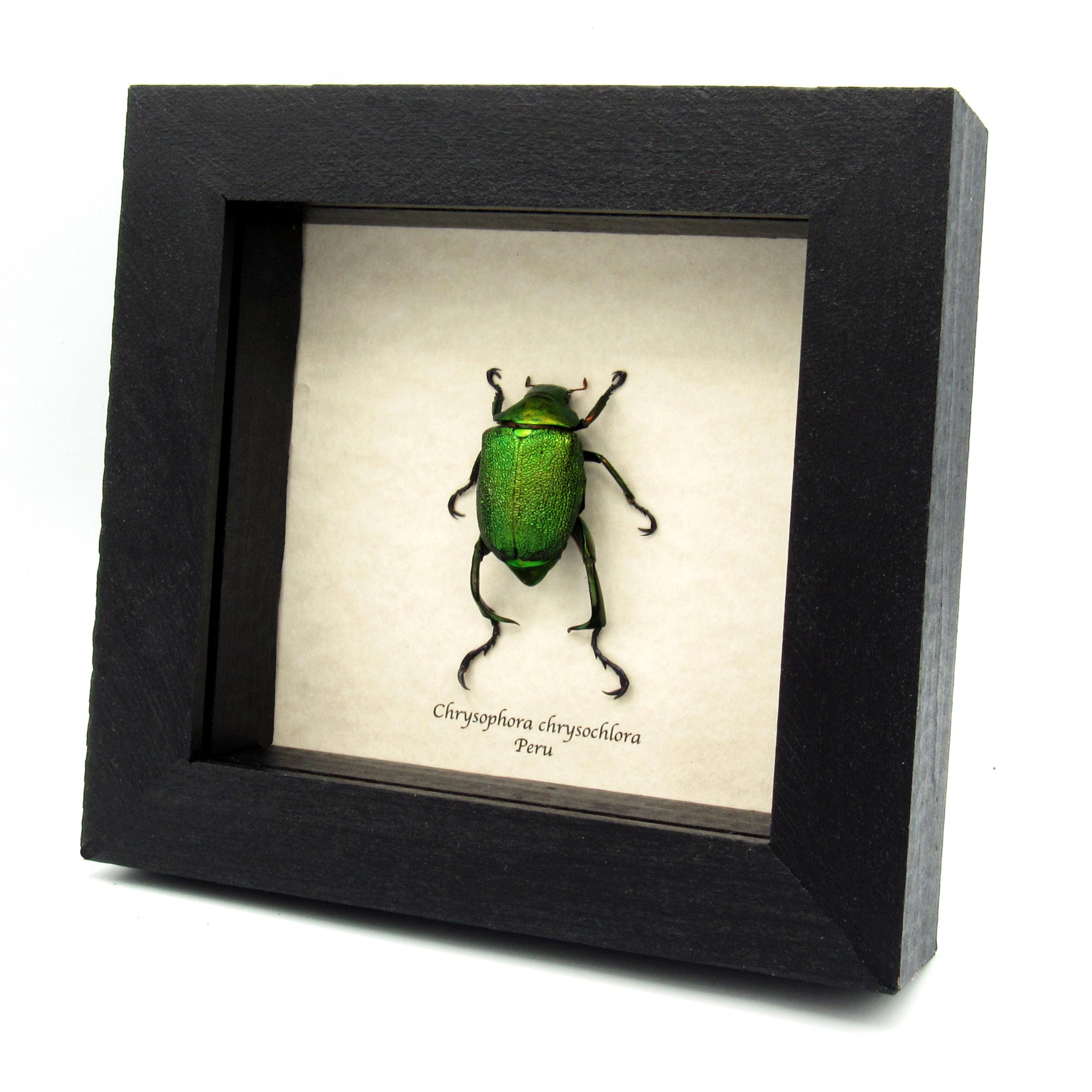 Real Metallic Green Scarab Beetle Framed Taxidermy - Chrysophora
