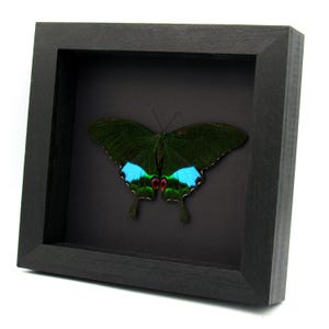 May include: A framed butterfly specimen with black wings and blue and green accents. The butterfly is mounted on a black background.