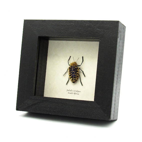 Real Hairy Blue Jewel Beetle Framed Taxidermy - Julodis Viridipes