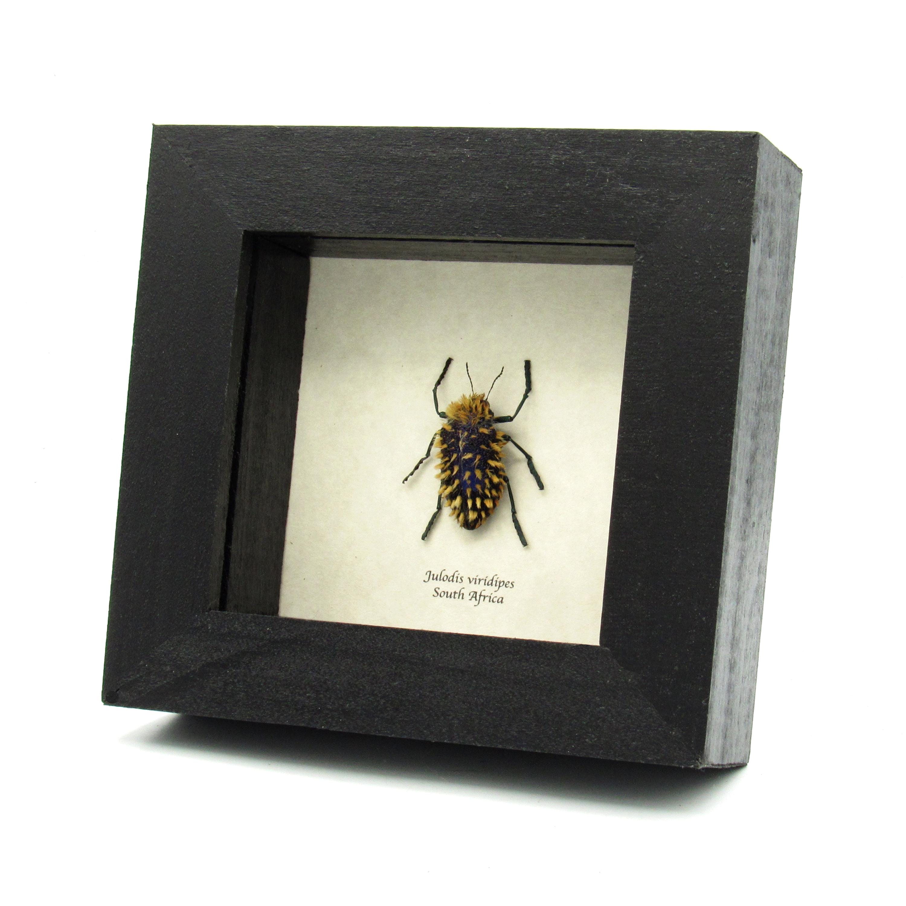 Real Hairy Blue Jewel Beetle Framed Taxidermy - Julodis Viridipes