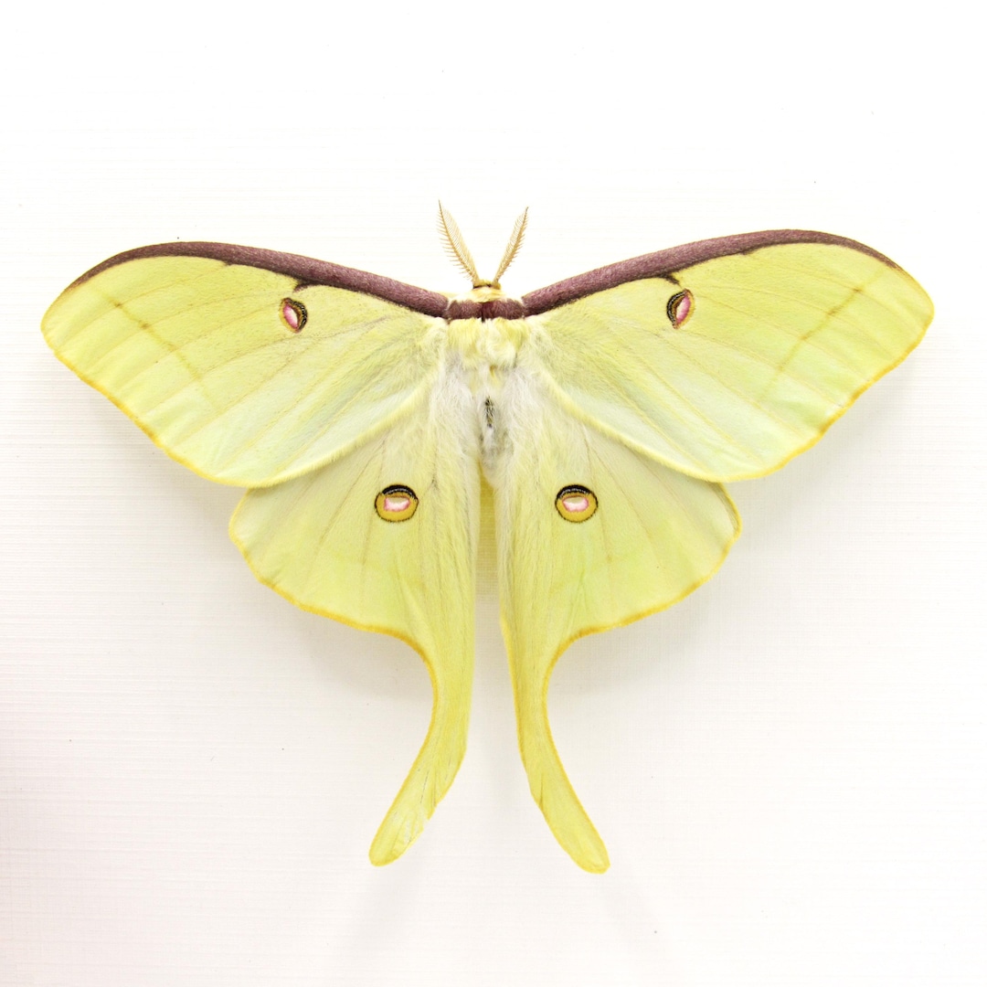 Real XL Luna Moon Moth Framed Taxidermy - Actias Luna - Victorian Mount ...