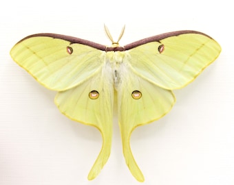 希少なスピリットムーンモスの額入り剥製 - Actias rhodopneuma - メス