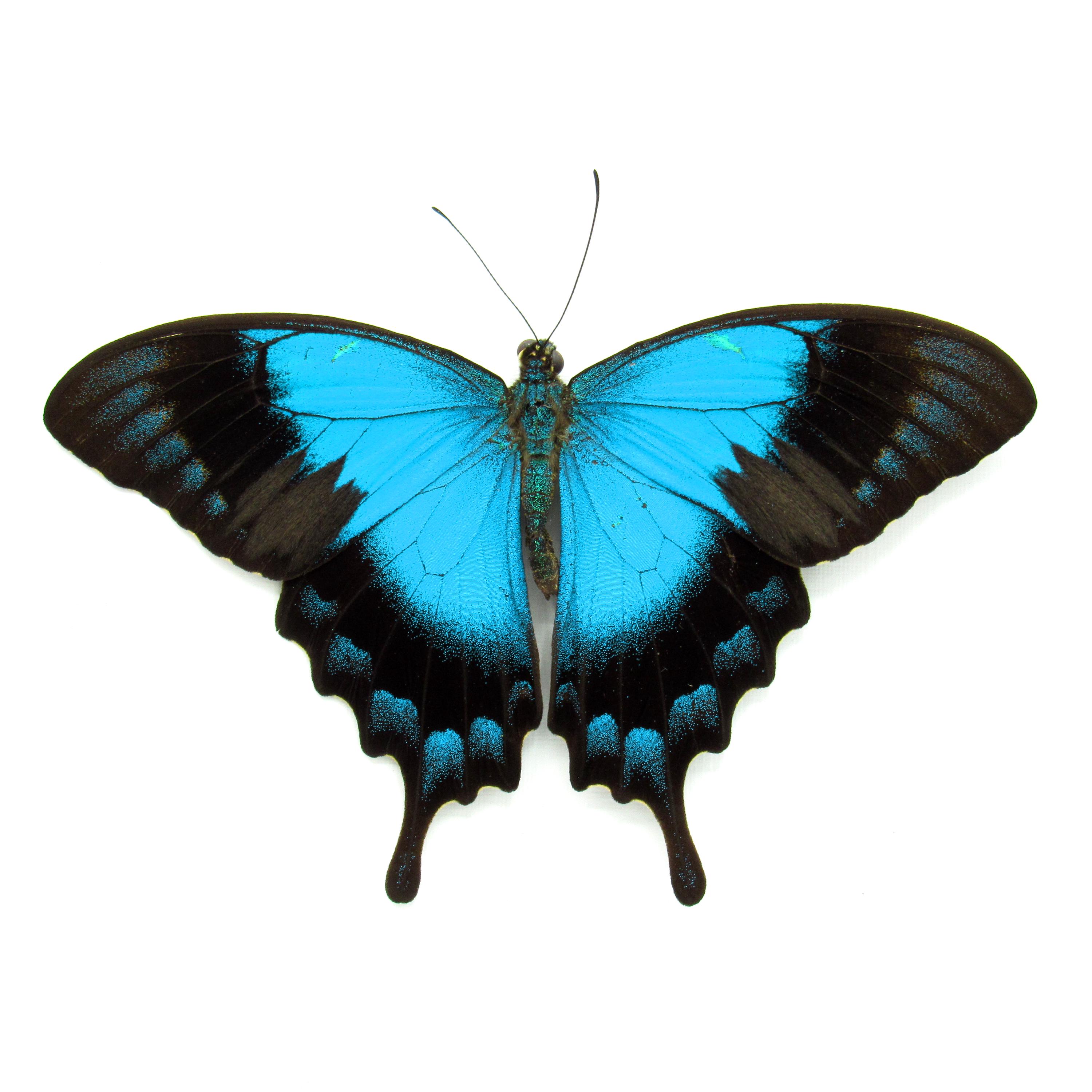 額入りの大きなメスのクジャクアゲハの剥製 - Papilio lorquinianus