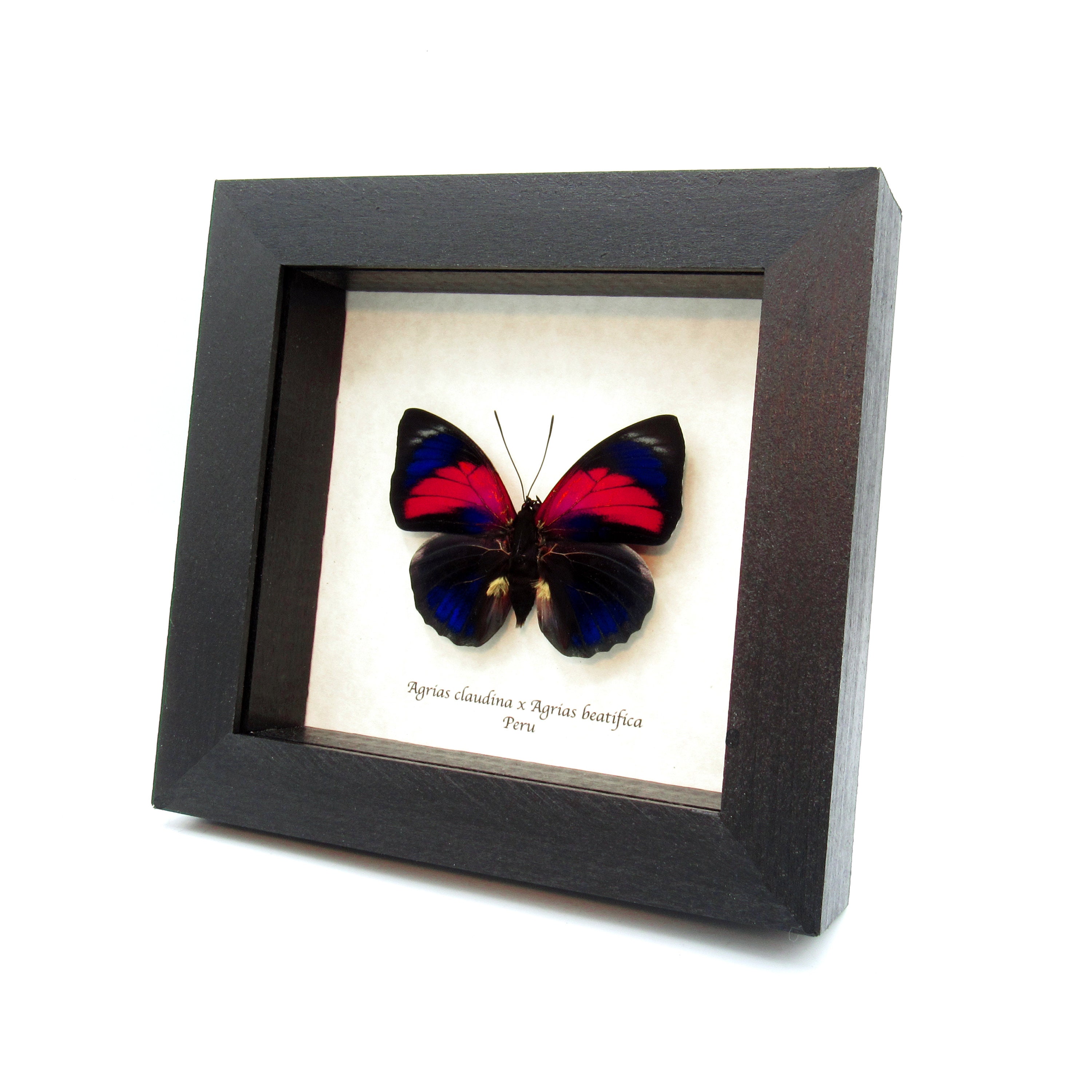 見事な本物のハイブリッド アグリアス蝶の額入り剥製 - Agrias