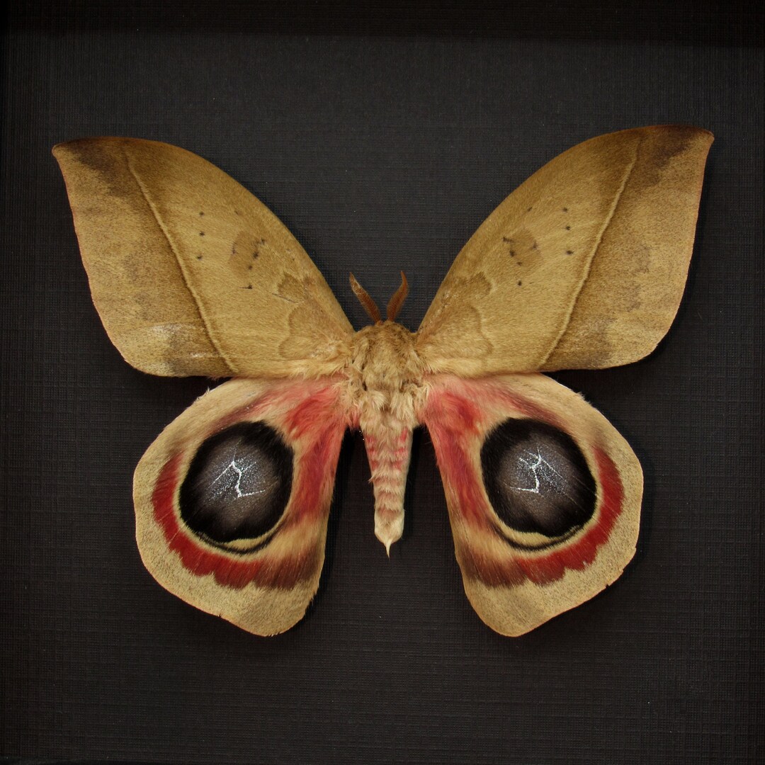 Real Giant Saturn Moth Framed Taxidermy Automeris Metzli - Etsy