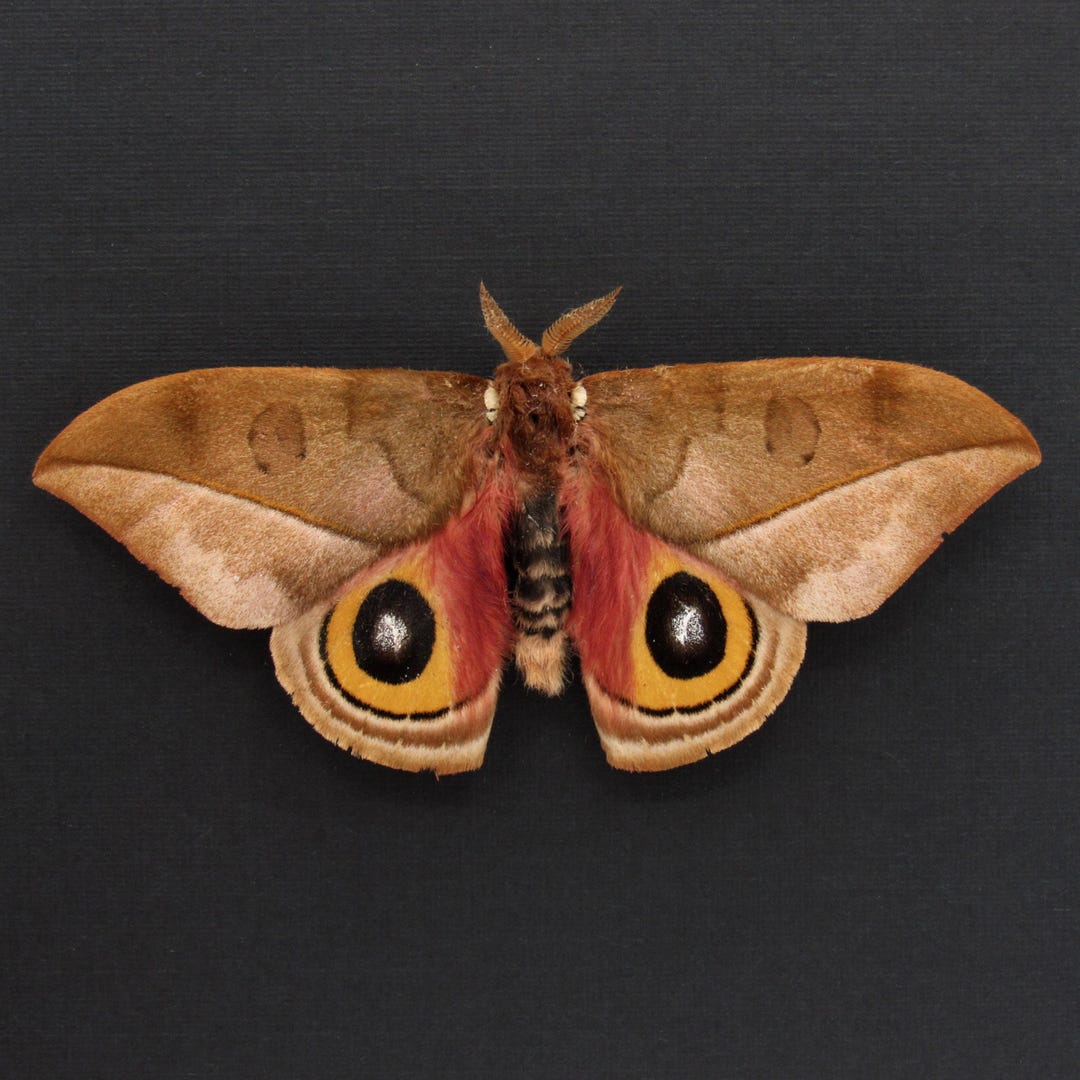 Real Saturn Moth Framed Taxidermy - Automeris Zugana - Victorian Mount ...