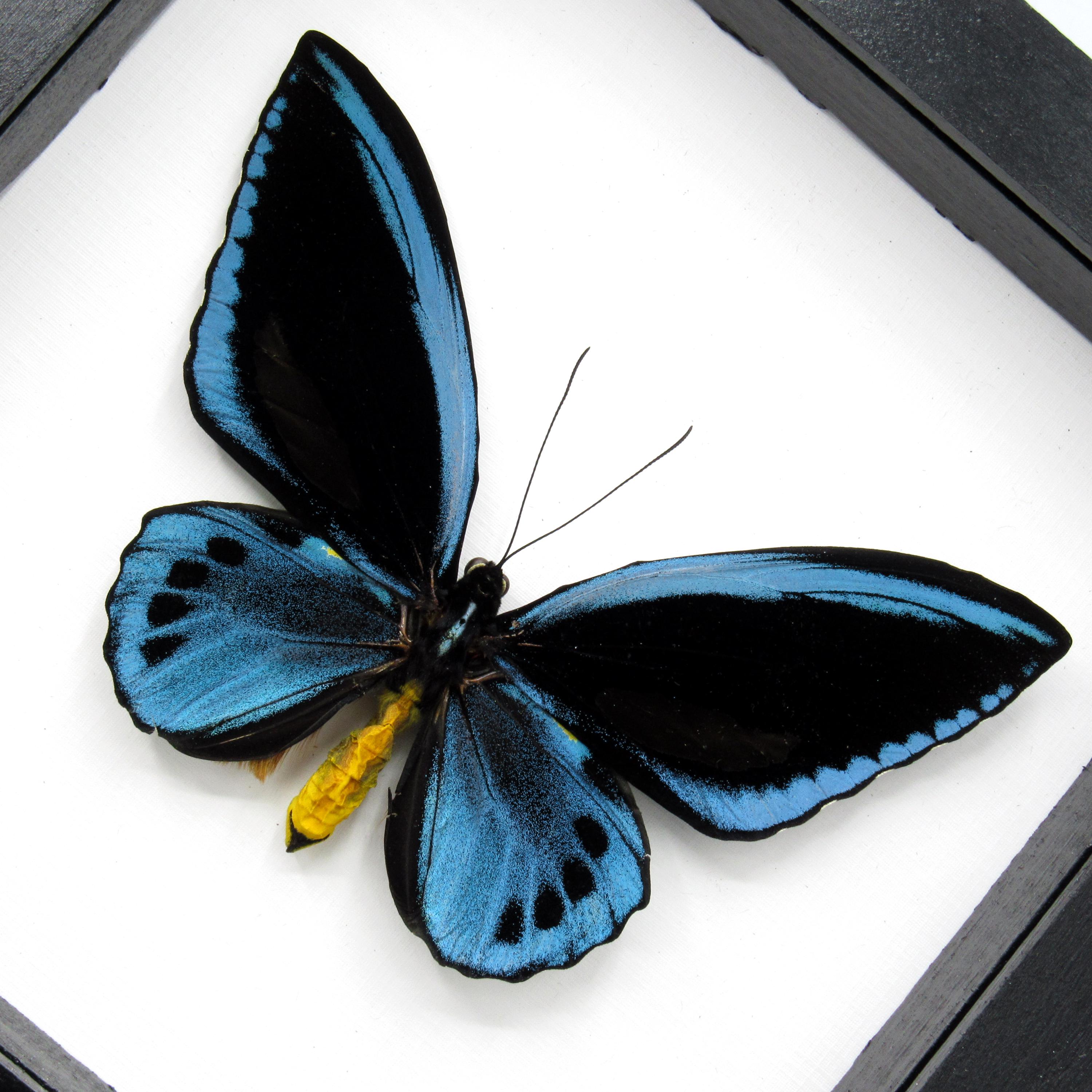 Rare GIANT Blue Birdwing Butterfly Framed Taxidermy - Ornithoptera