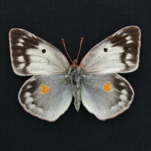 May include: A butterfly with open wings, showcasing a detailed pattern. The wings are primarily light gray with dark brown edges and spots. Orange spots are visible on the lower wings. The butterfly's body is a muted gray color, set against a black background.