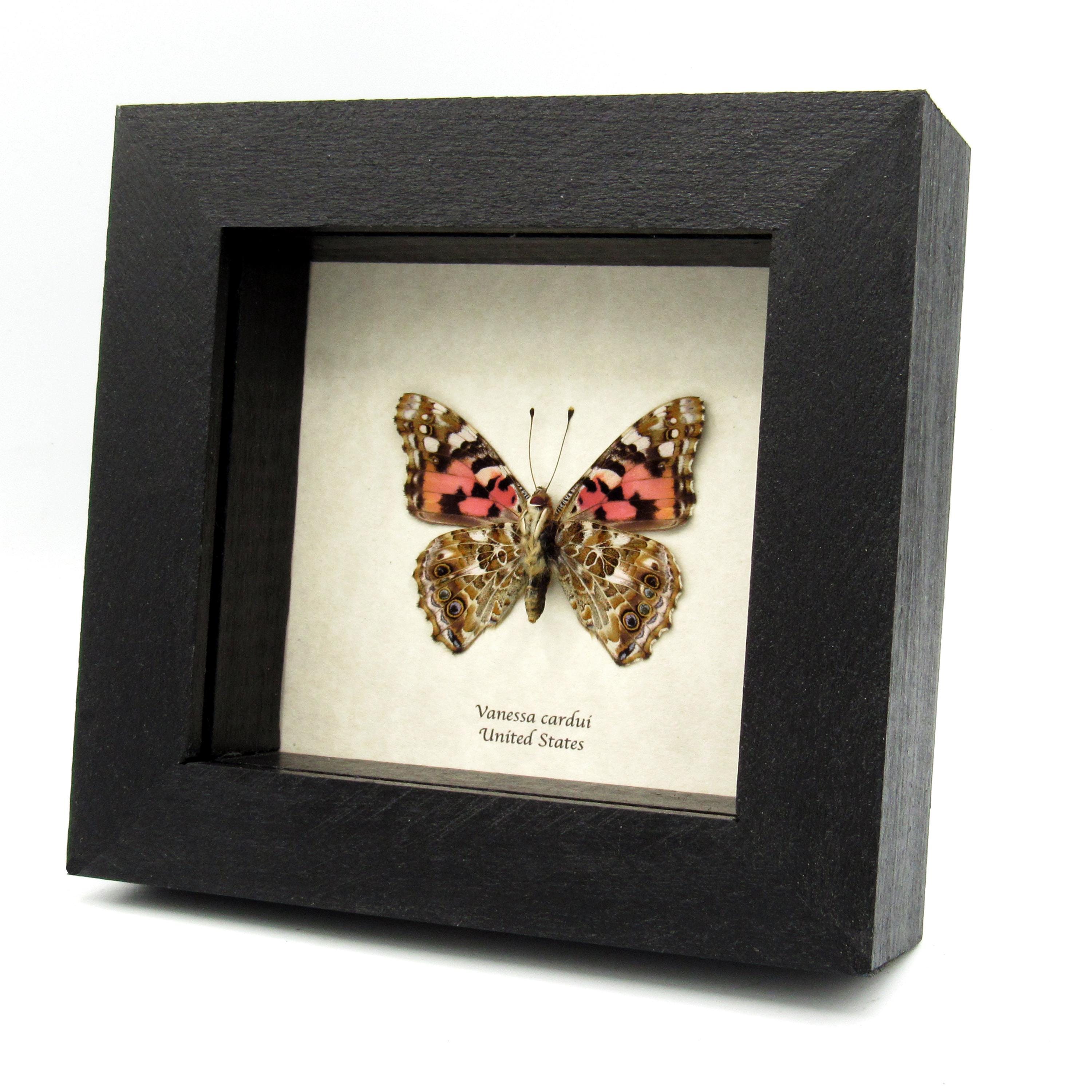 Vanessa Cardui (Linnaeus, 1758) - Painted Lady | Butterfly