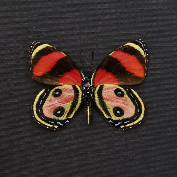 Rare Pink Two Eyed Eighty-eight Butterfly Framed Taxidermy