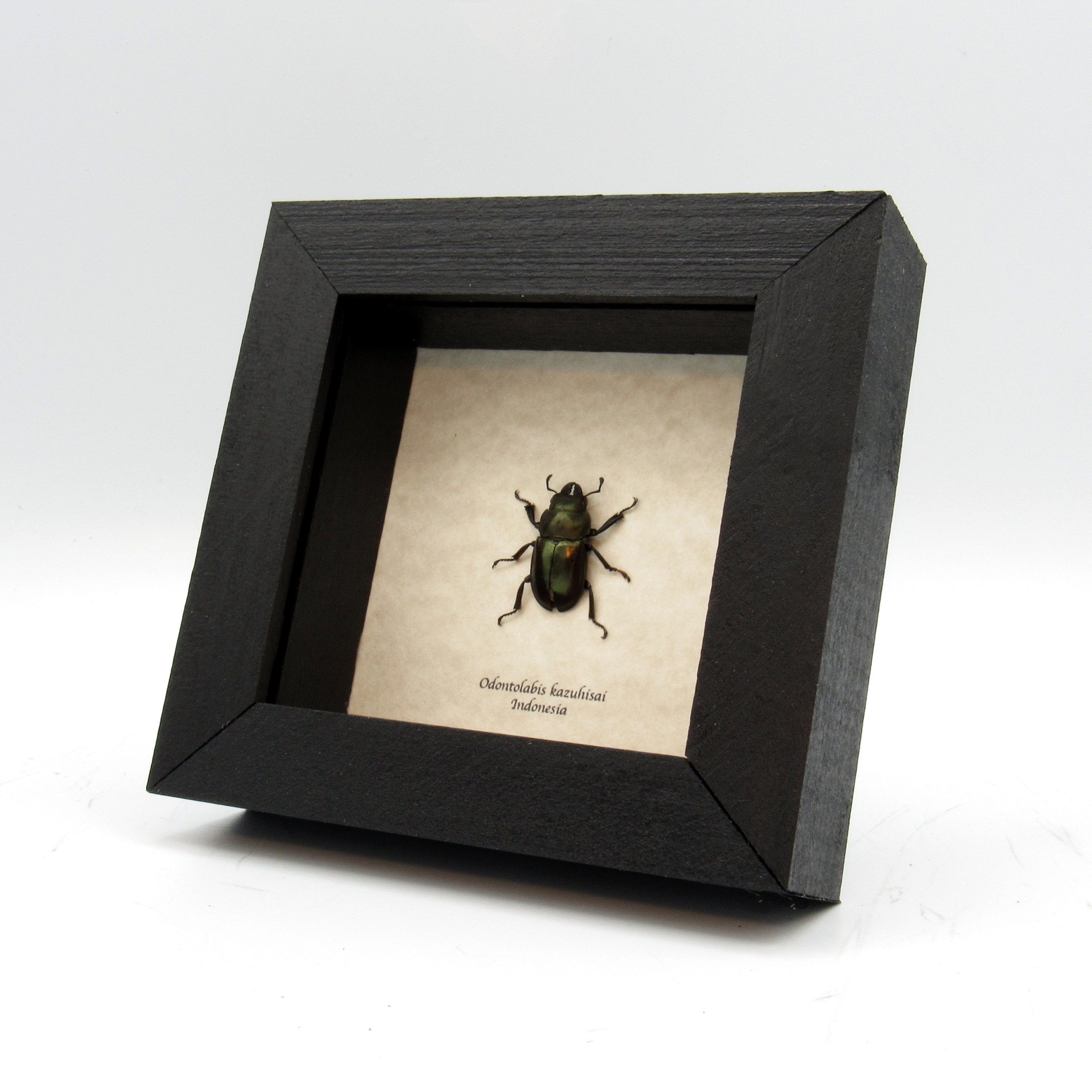 標本 Odontolabis nobuhikoi rare 24mm Real Stag Beetle Framed Taxidermy - Odontolabis Kazuhisai - Etsy