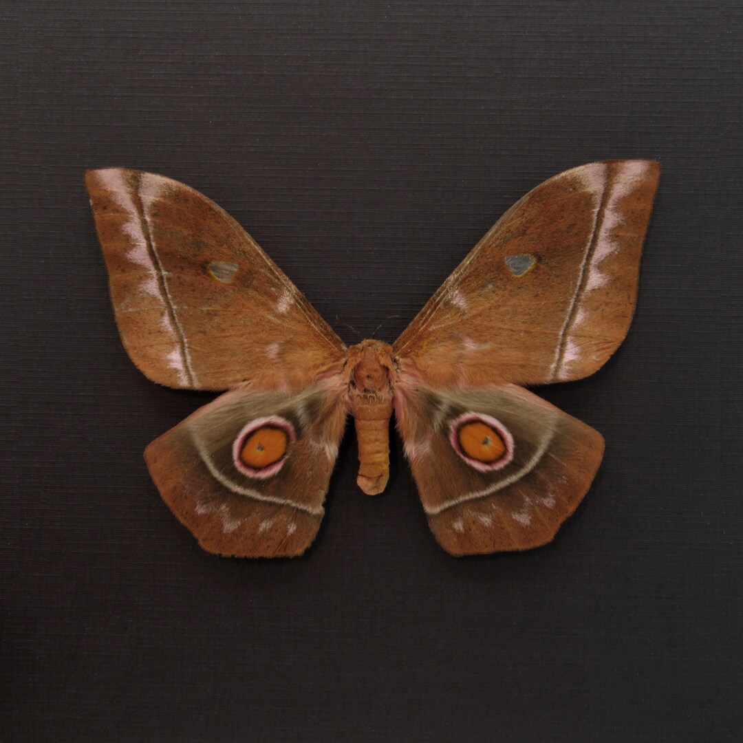 Real Giant Saturn Moth Framed Taxidermy - Imbrasia Obscura - Female - Etsy