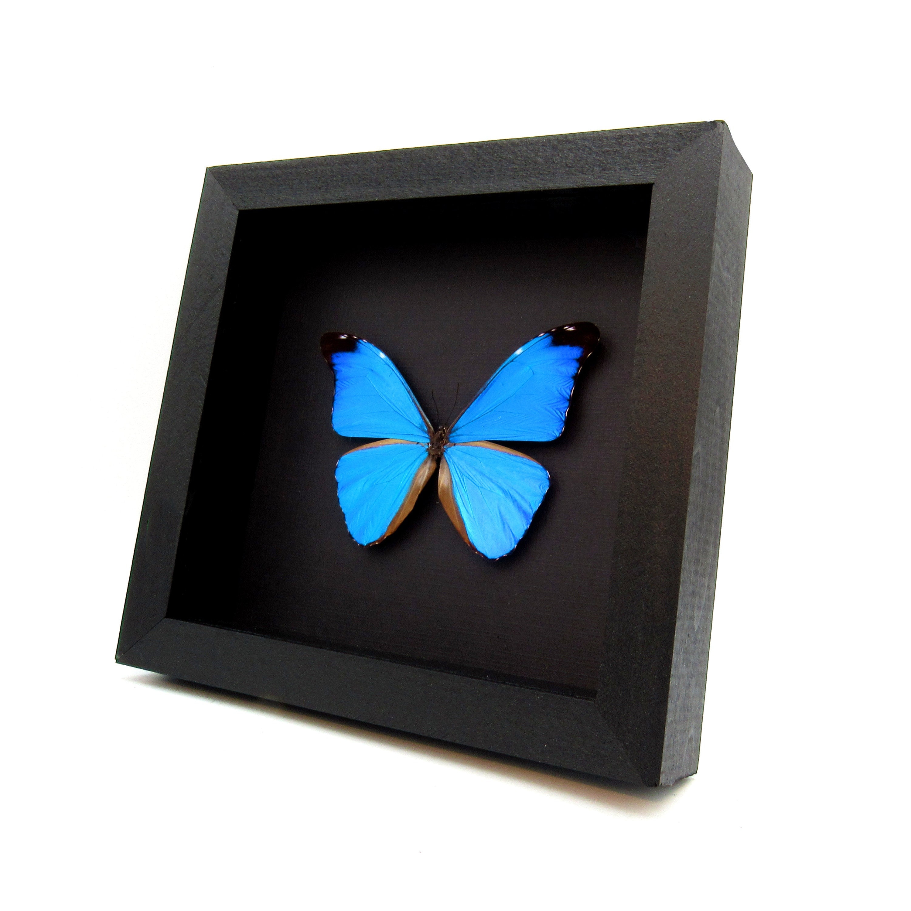 Peru Morpho absoloni　120mm very big Peru Morpho absoloni 120mm very big BLUE MORPHOS MORPHO