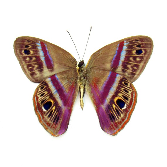 MIYABI × antique butterfly – oldsea