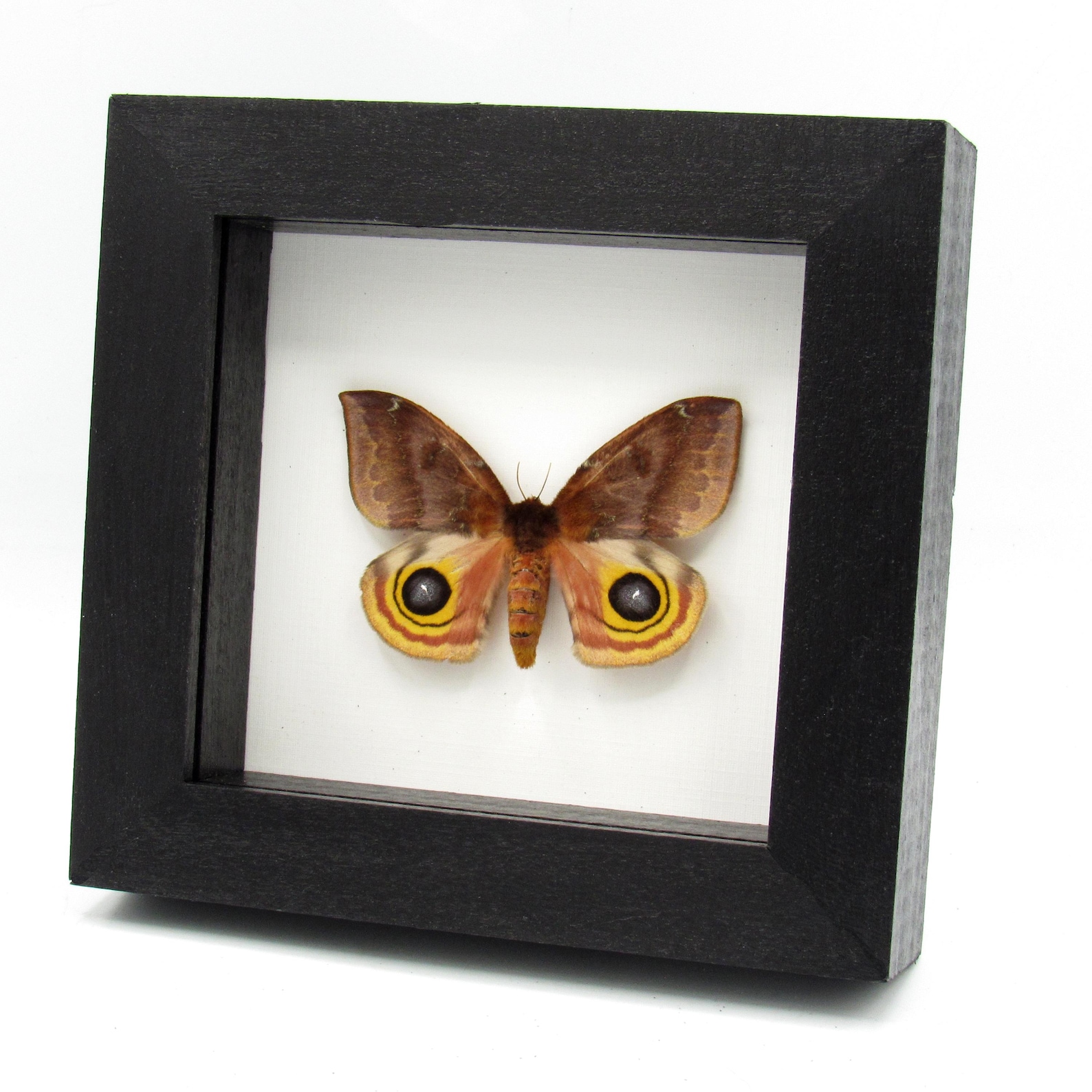 Real Io Moth Framed Taxidermy - Automeris Io - Large Female - Etsy