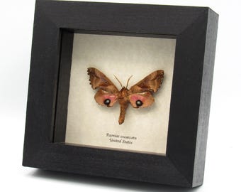 本物のピンクのアケモンスフィンクス蛾の額入り剥製 - Eumorpha