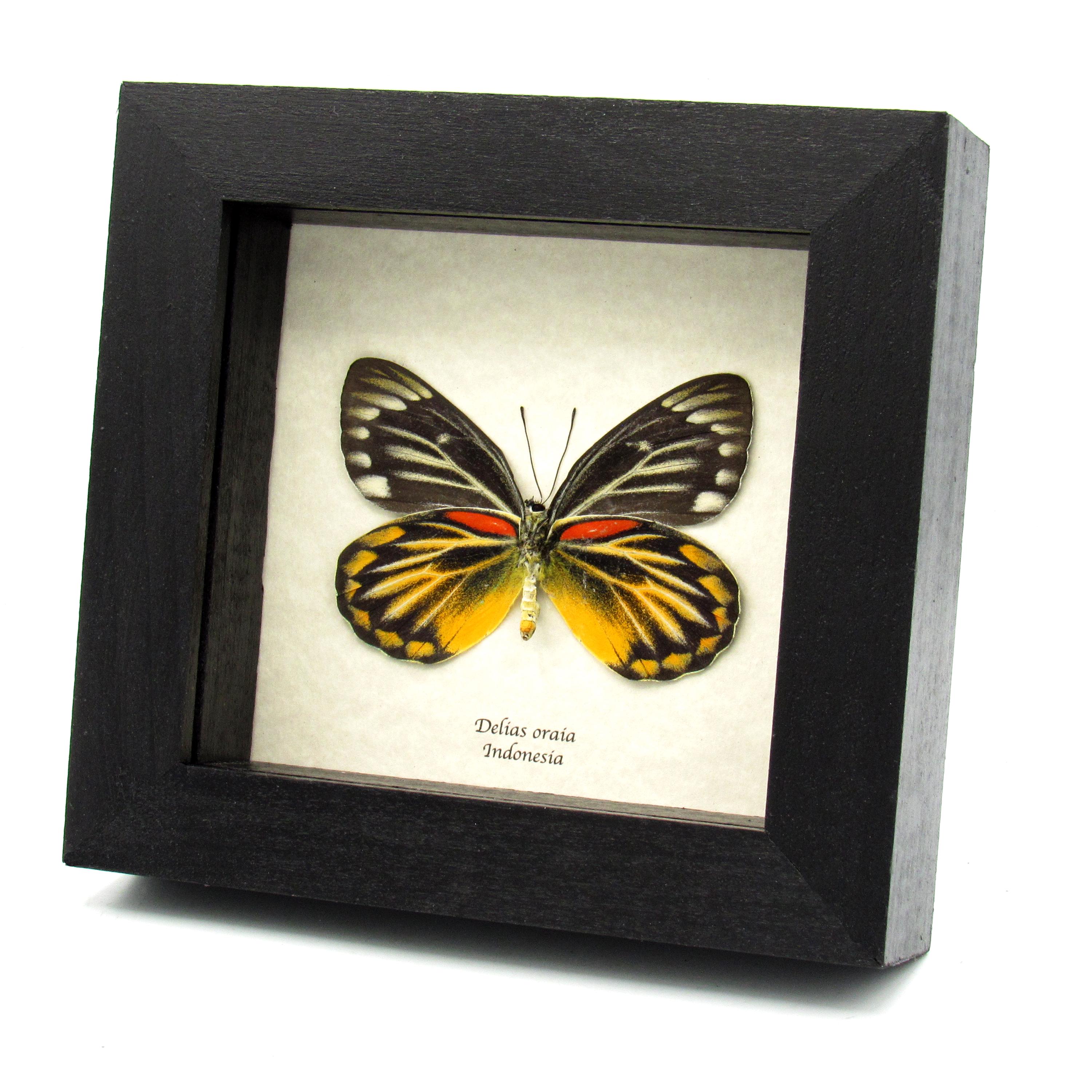 Real Yellow Delias Butterfly Framed Taxidermy - Delias Oraia 