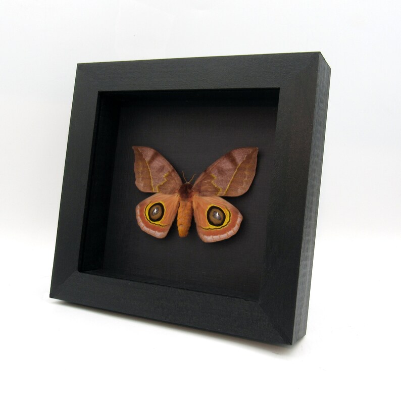 Real Large Saturn Moth Framed Taxidermy - Automeris Tridens - Large ...