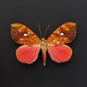May include: A red and orange butterfly with white spots on its wings. The butterfly is mounted on a black background.