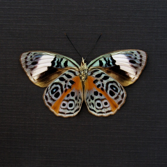 Real Glorious Purplewing Butterfly Framed - Eunica Sophonisba