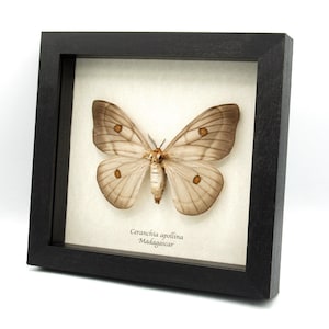 標本 Ceranchia apollina 116mm 140mm very big 標本 Ceranchia apollina 116mm 140mm very big Ghostly Silk
