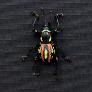 Rare weevil beetle framed specimen - Metapocyrtus species