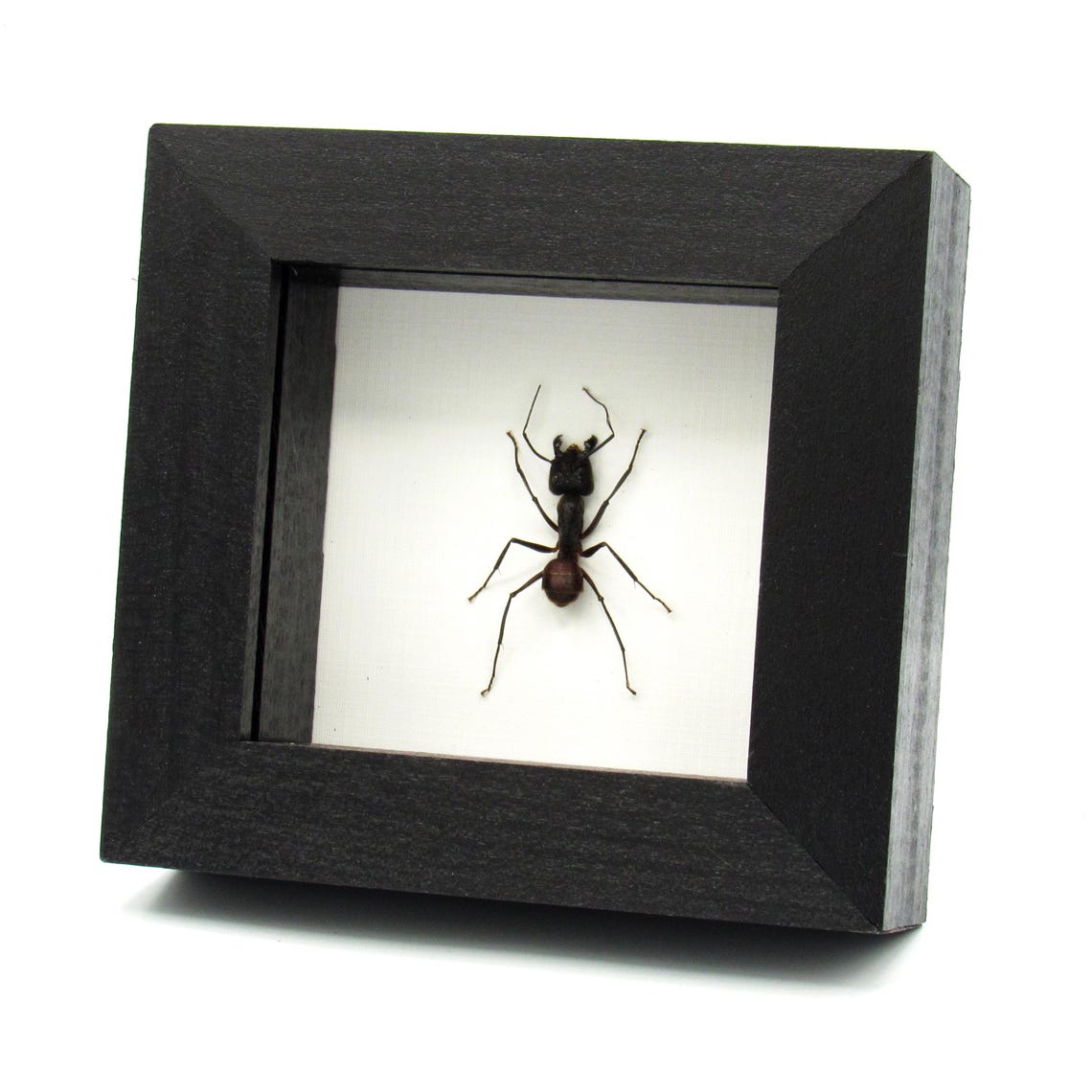 Real Giant Forest Ant Framed Taxidermy - Dinomyrmex Gigas - Etsy