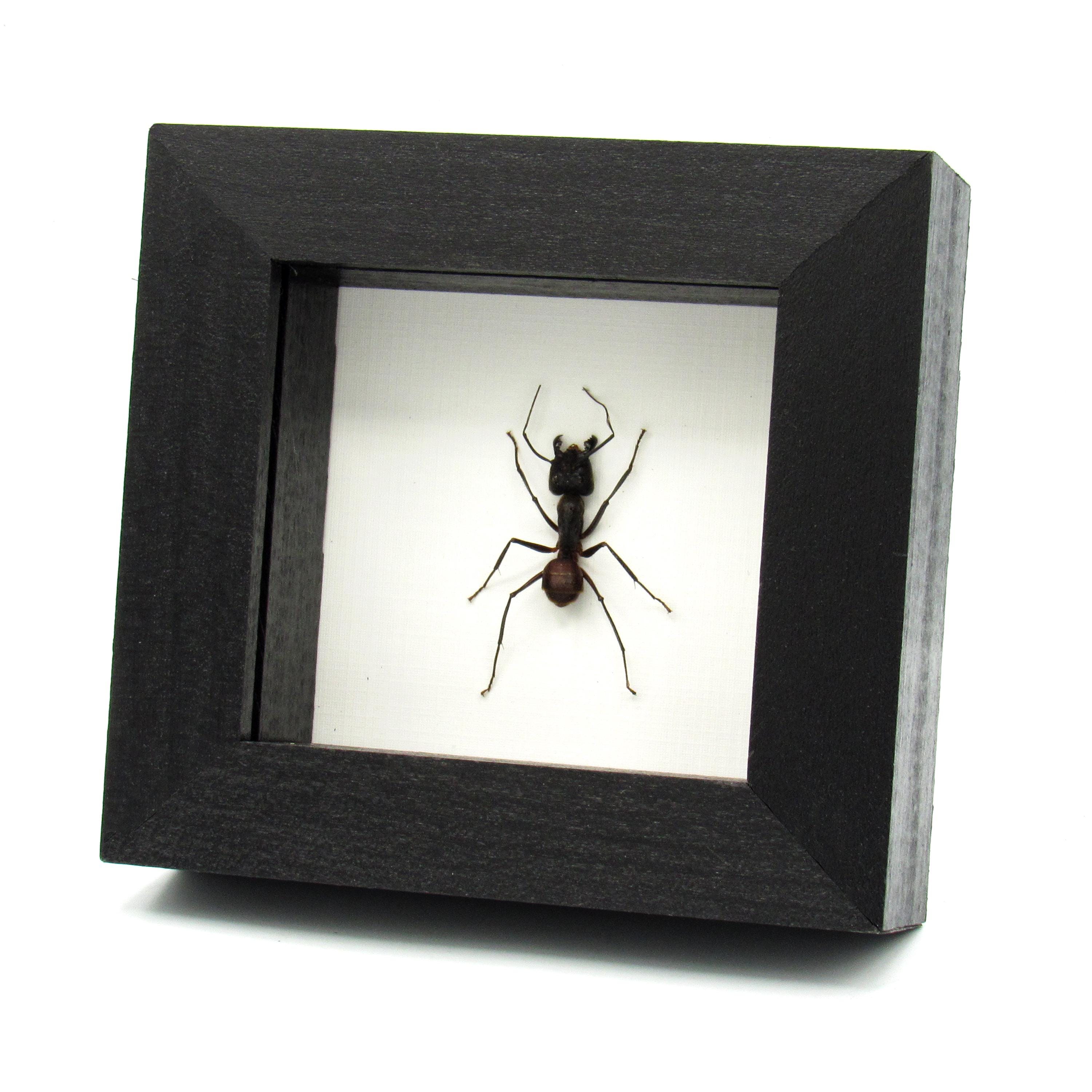 Real Giant Forest Ant Framed Taxidermy - Dinomyrmex Gigas - Etsy