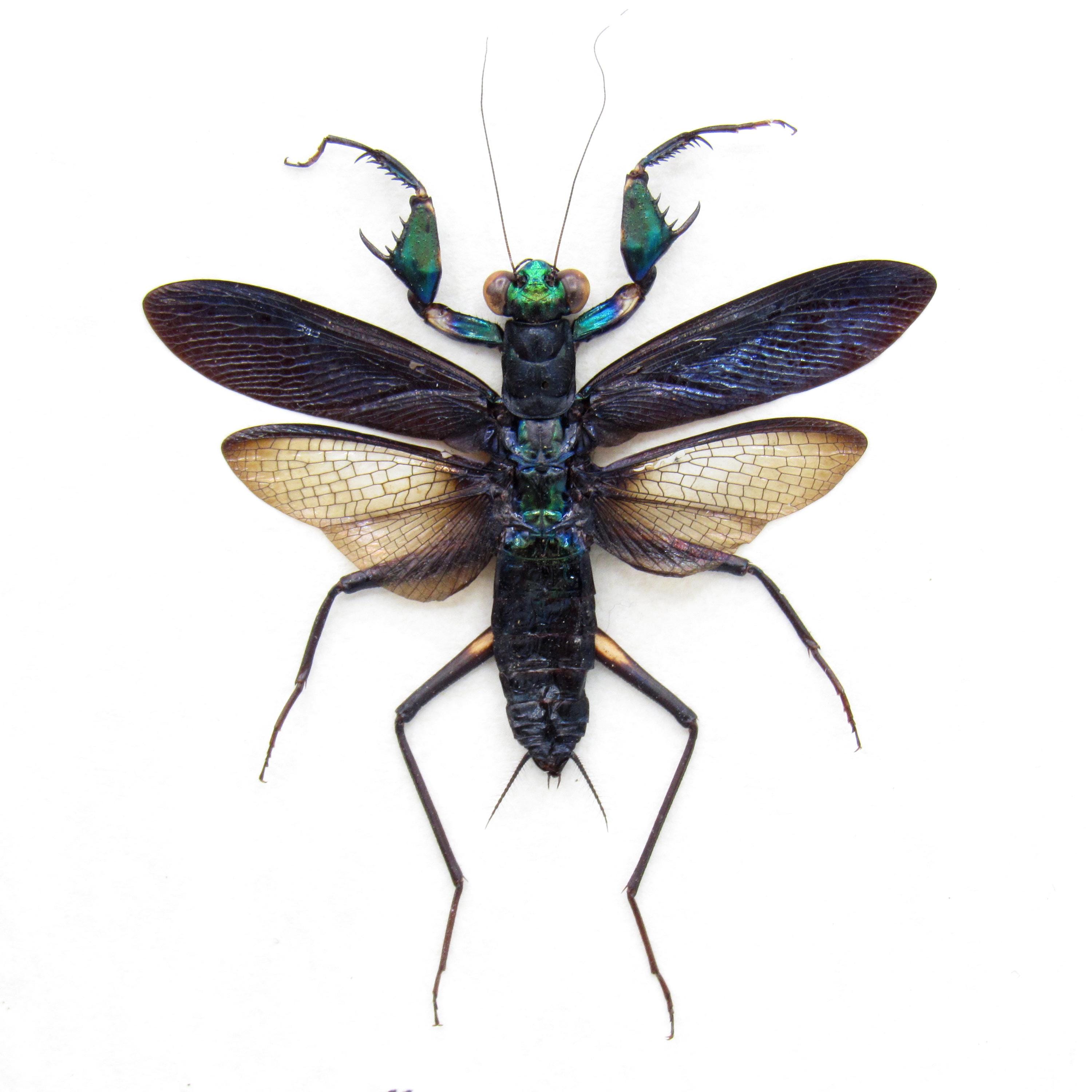 Real Metallic Mantis Framed - Metallyticus Splendidus - Female - Etsy