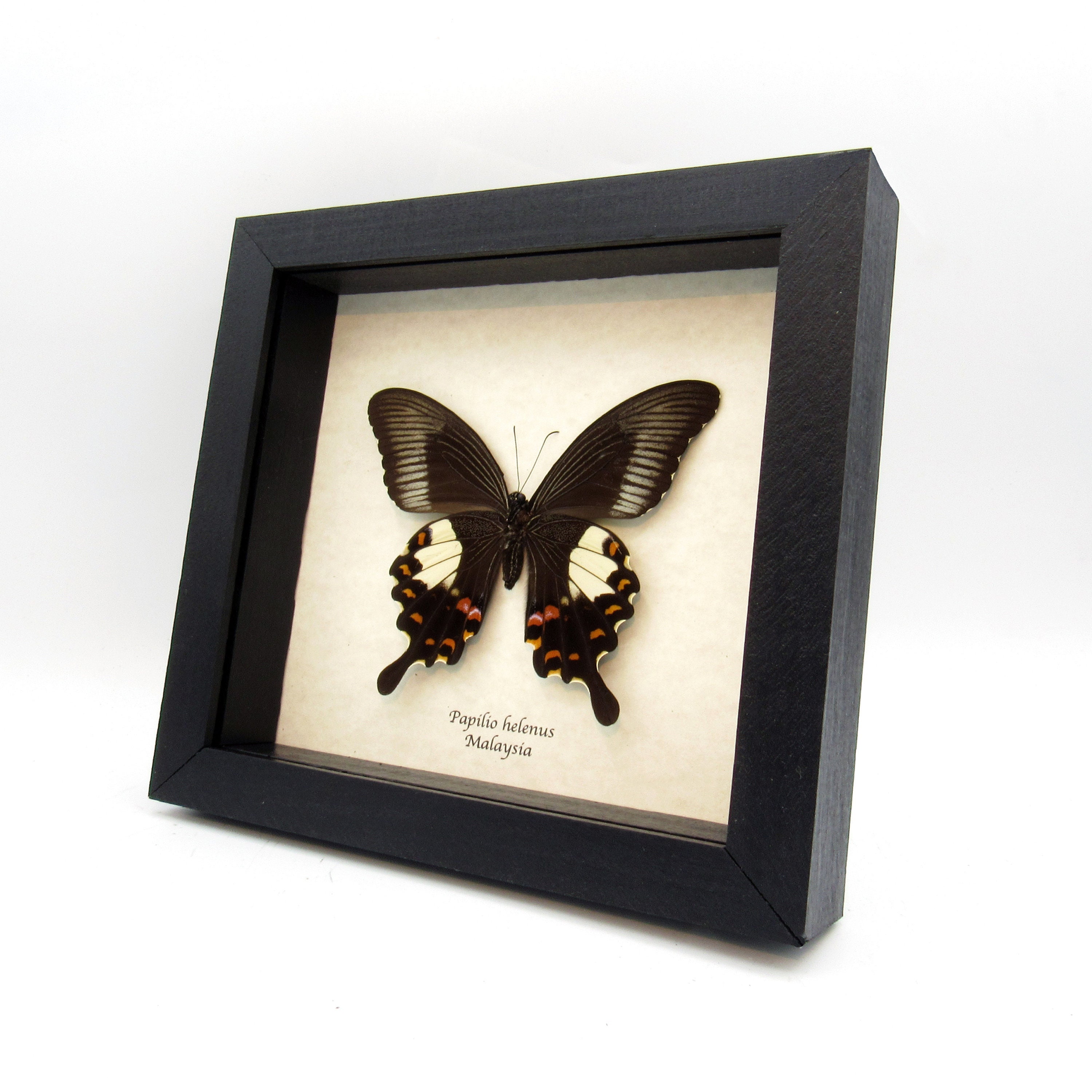 本物の赤いヘレンアゲハチョウの額入り剥製 - Papilio helenus