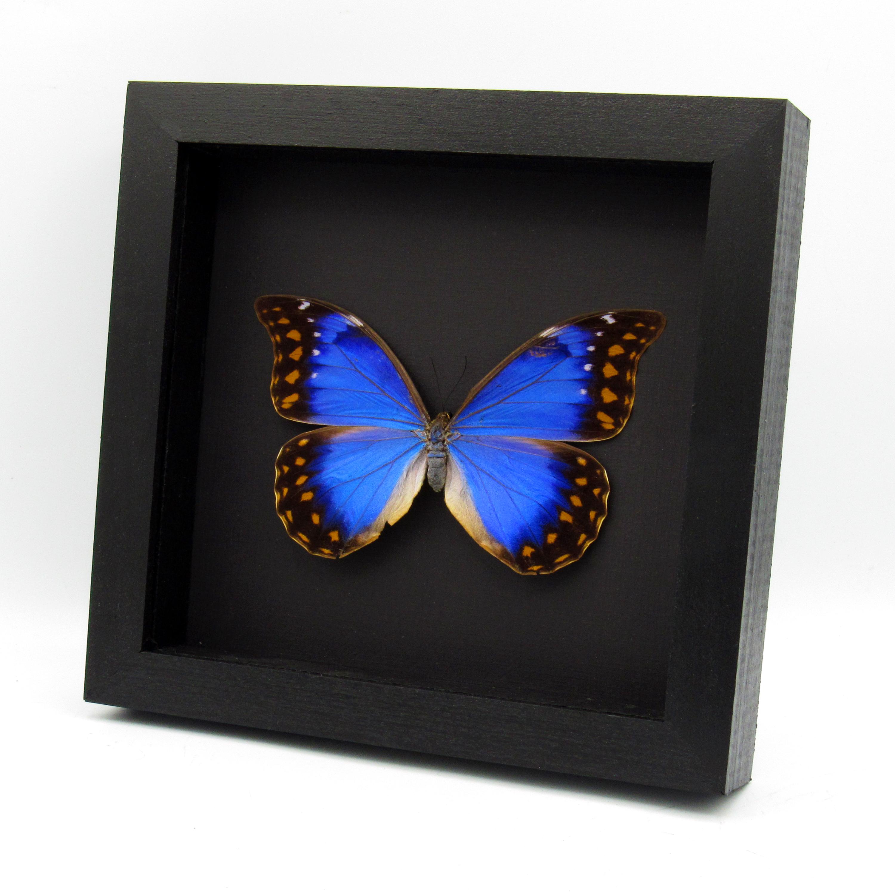 Very Rare Metallic Blue/violet Morpho Butterfly Framed Taxidermy