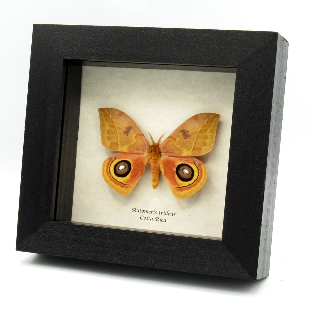 Real Saturn Moth Framed Taxidermy - Automeris Tridens - Etsy