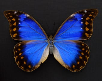 モルフォ蝶の額 珍しいモルフォ蝶のメスの額入り剥製 - Morpho cypris - Etsy 日本