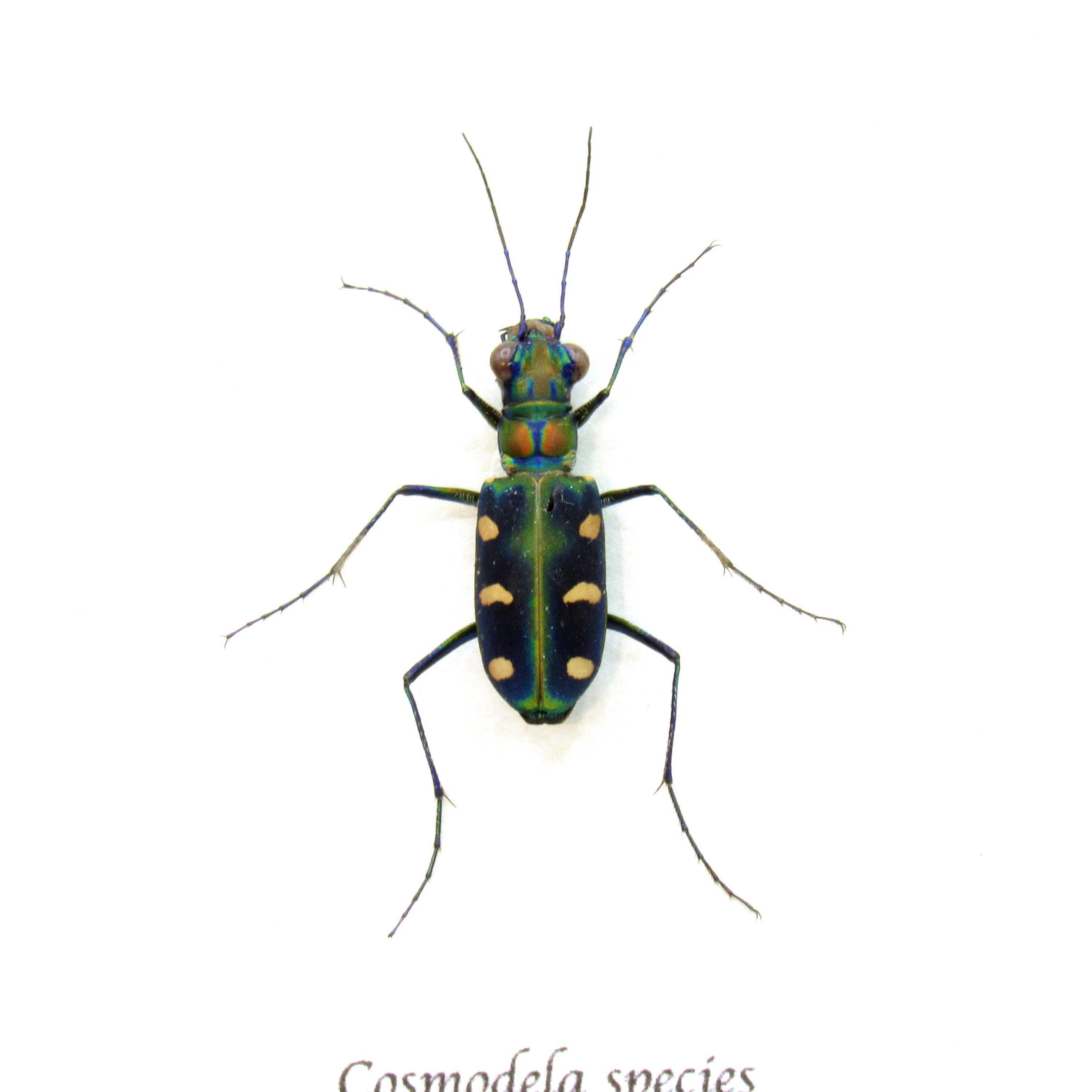 DeliciousTaylormade BeeAroundLil’BEEtle Blowout Tiger Beetle - Montana Field Guide