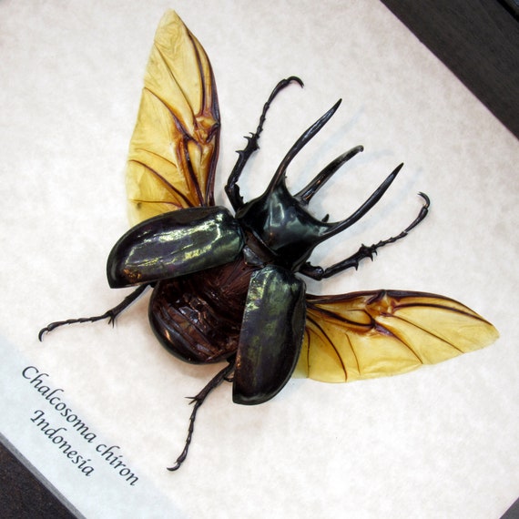 超特大野生宝物カブトムシ標本83mm級頭角幅18.4mm胸角幅5.7mmぐらい