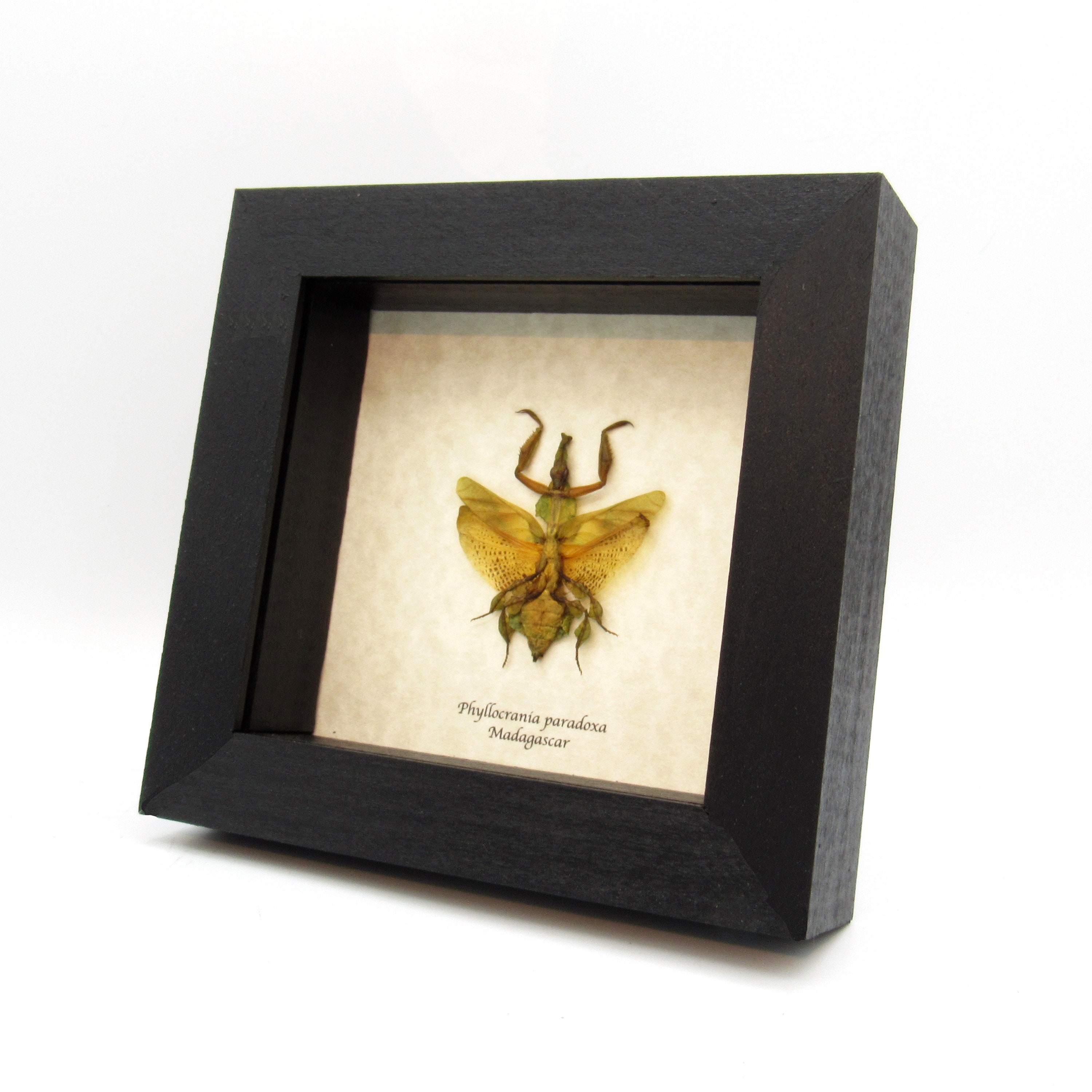 珍しいゴーストマンティスの額入り剥製 - Phyllocrania paradoxa