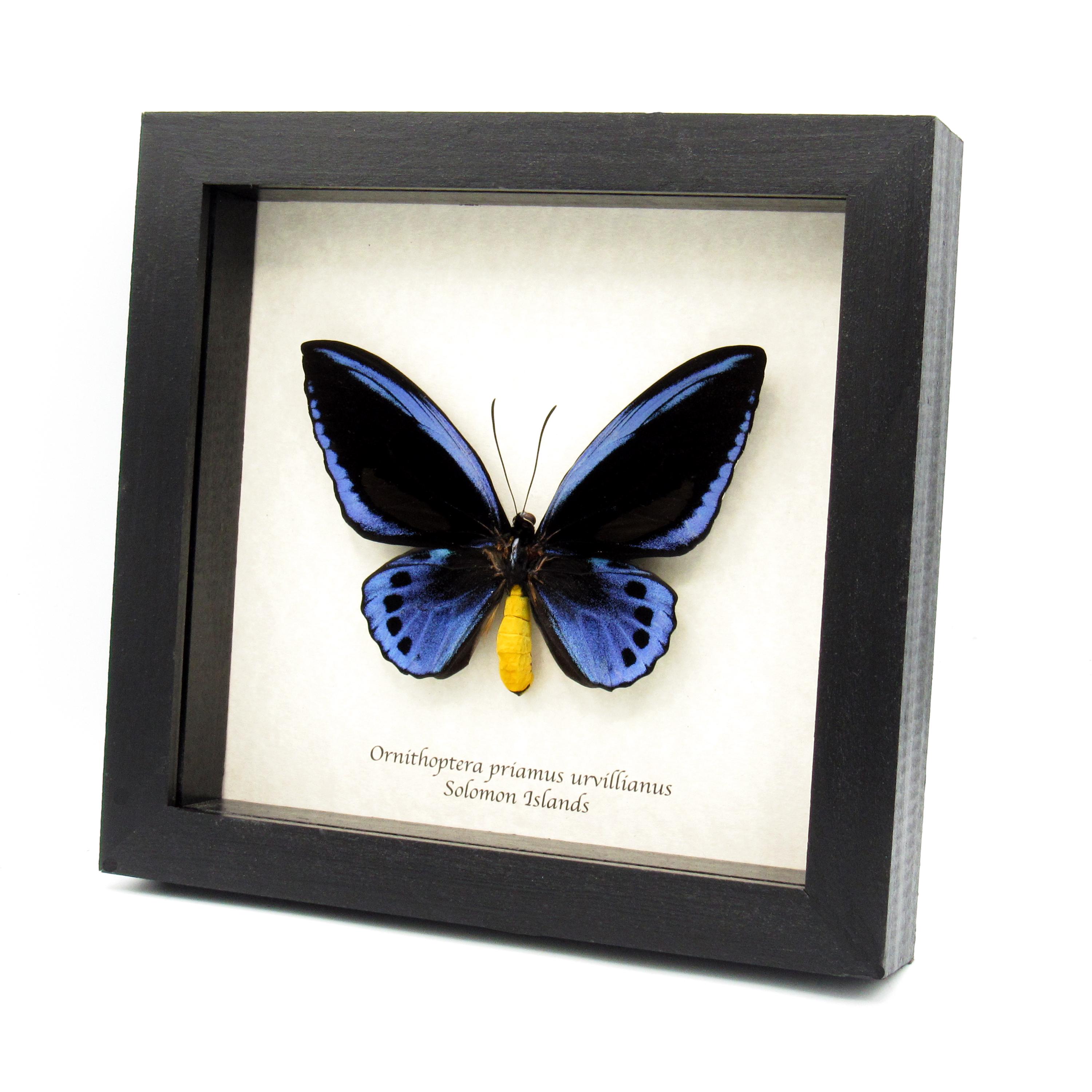 Rare XL Blue Birdwing Butterfly Framed Taxidermy - Ornithoptera Rare XL Blue Birdwing Butterfly Framed Taxidermy - Ornithoptera