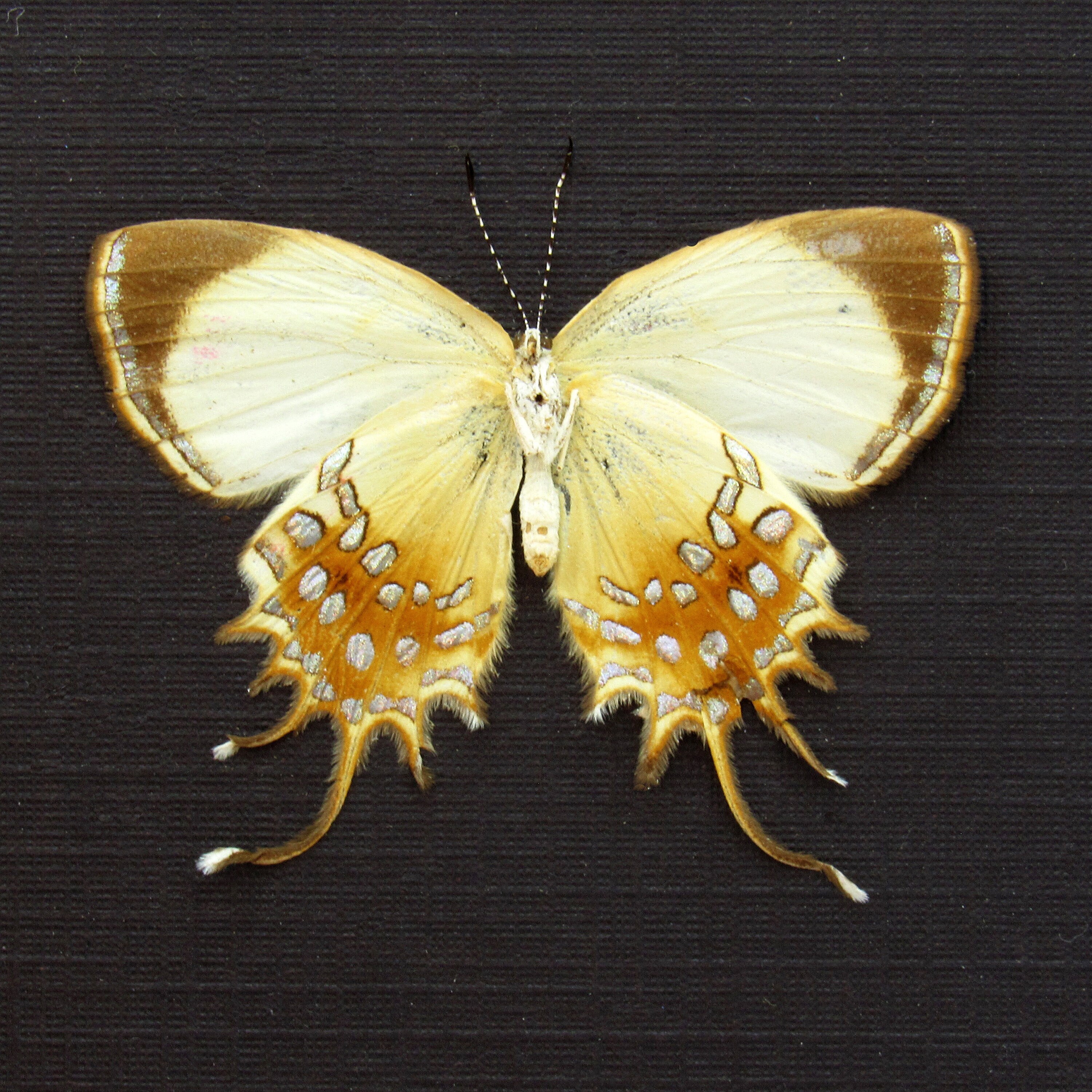 Real Metallic Gold Butterfly Framed Taxidermy Helicopis Etsy Finland