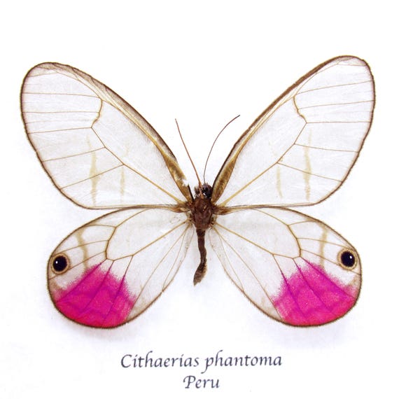 珍しいフクシアグラスウィング蝶の剥製 - Cithaerias phantoma - Etsy 日本