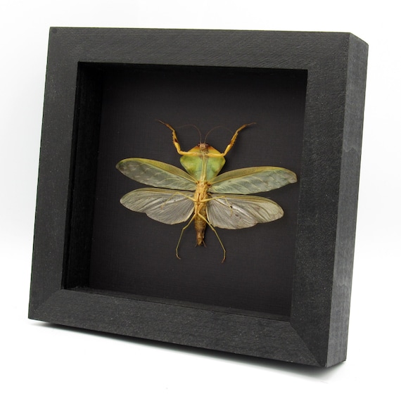 標本 Peru Mantodea sp. 44mm Rare Peruvian Leaf Shield Mantis Framed Taxidermy - Mantodea