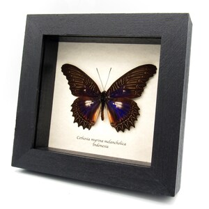 Real rare Violet Lacewing butterfly framed specimen - Cethosia myrina melancholica