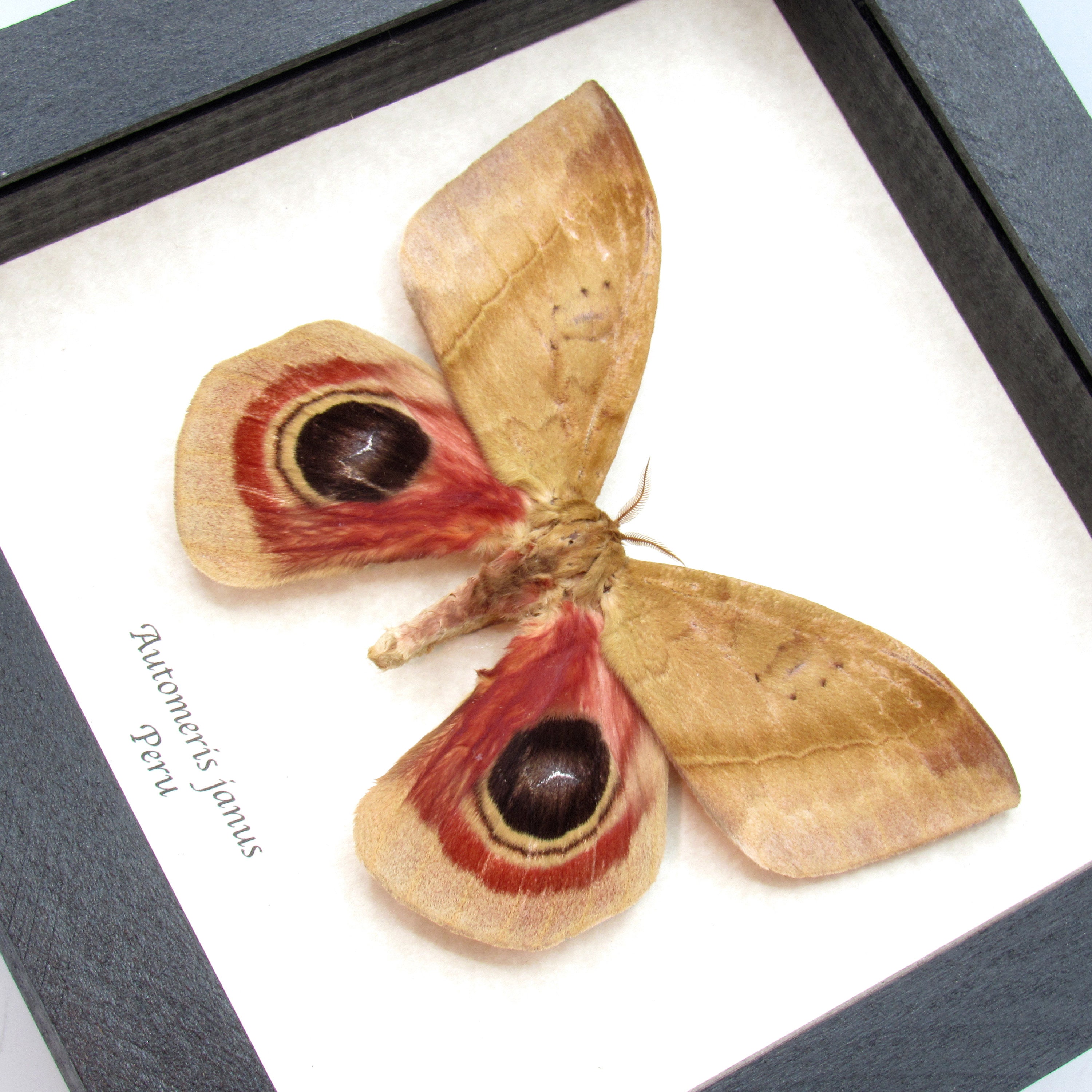 Real Giant Saturn Moth Framed Taxidermy - Automeris Janus - Etsy