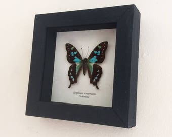 Real butterfly framed - Graphium stresemanni