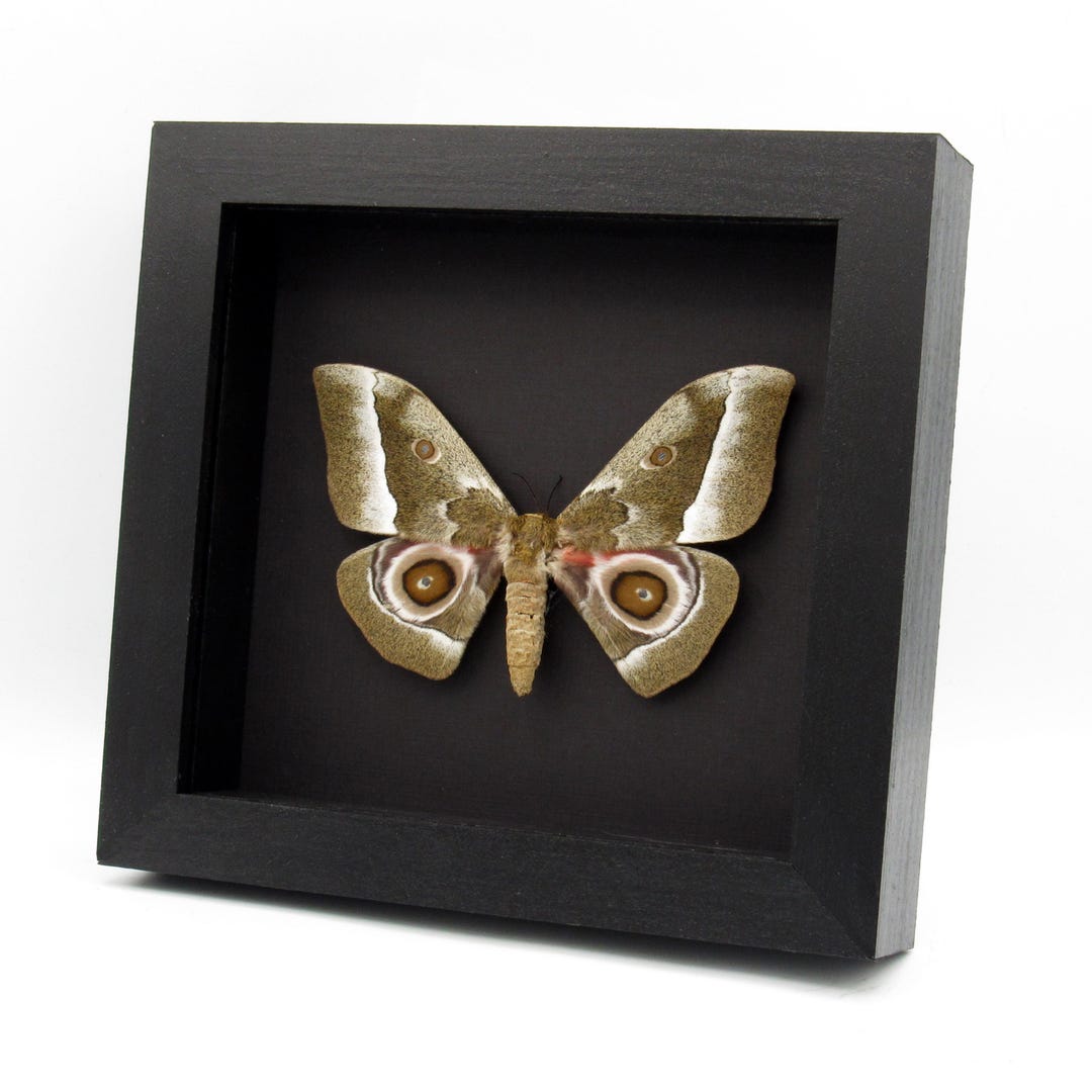 Real Saturn Moth Framed Taxidermy - Gonimbrasia Zambesina - Female - Etsy