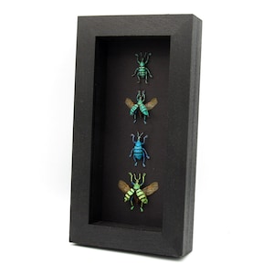 WEEVIL MANIA - real framed metallic glitter weevil beetle collection - wings opened and closed