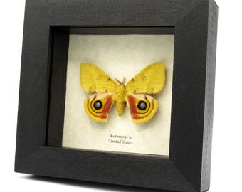 珍しいスペインの月蛾の額入り剥製 - Graellsia isabellae - Etsy 日本