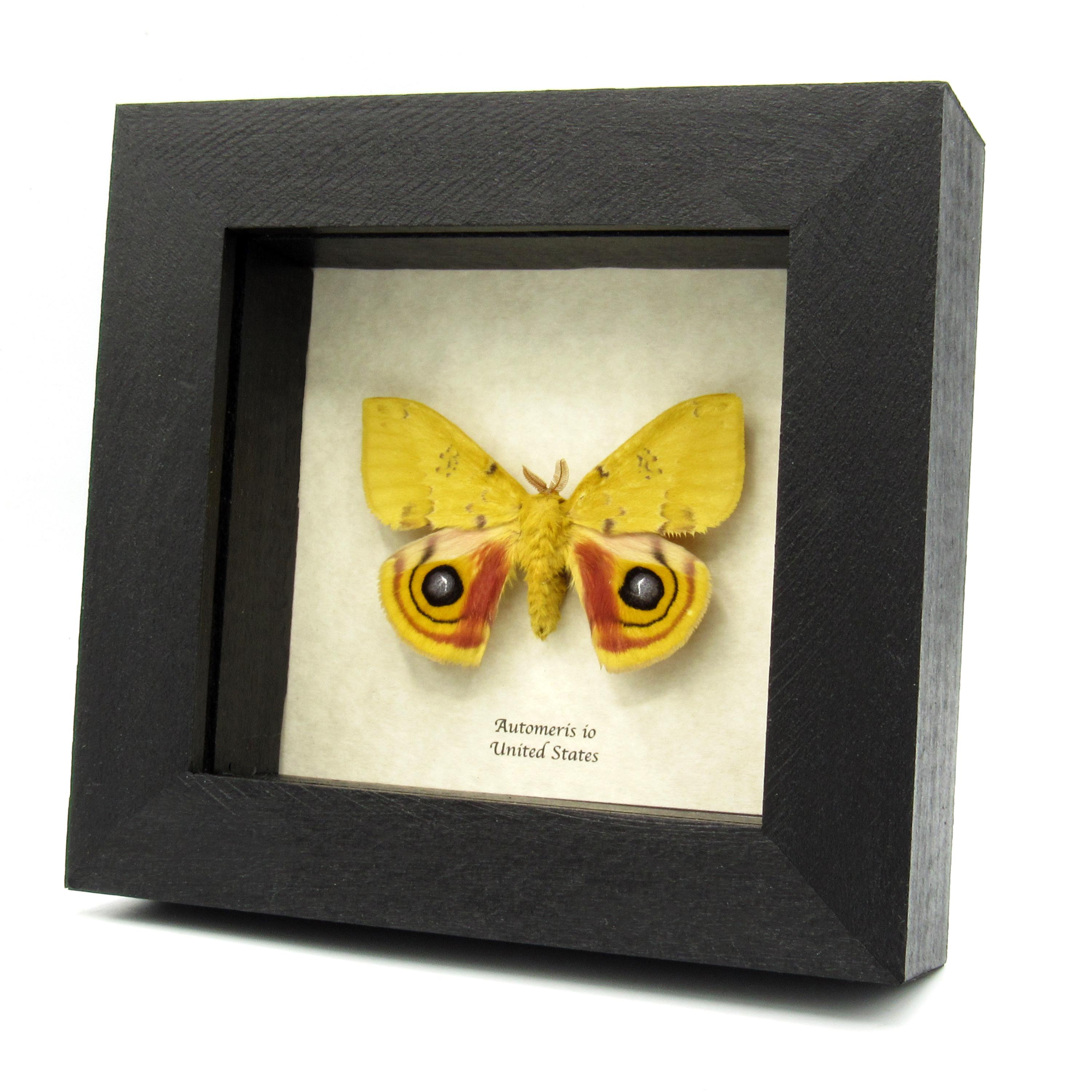Real Yellow Io Moth Framed Taxidermy - Automeris Io - Etsy