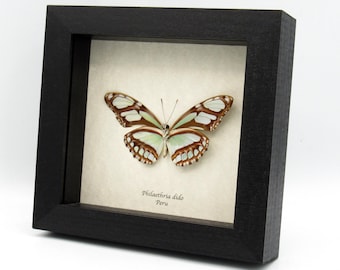 珍しい不確かなフクロウ蝶の額入り剥製 - Bia actorion - Etsy 日本