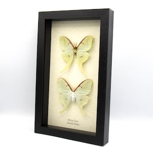 Real Luna Moon moth pair framed specimens - Actias luna - male and female